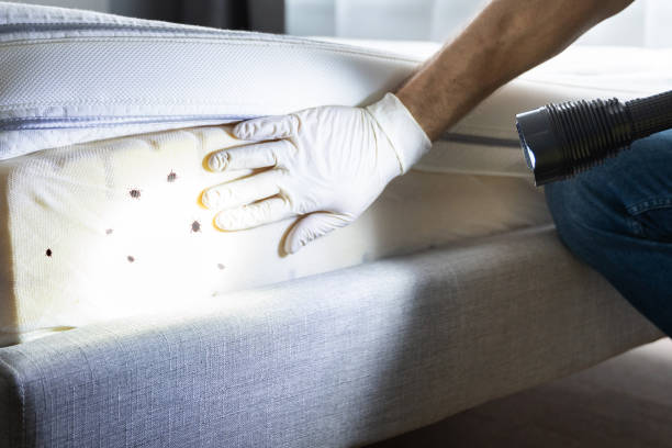Best Residential Pest Control  in Bowie, TX