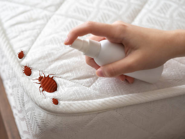 Best Pest Removal Services  in Bowie, TX