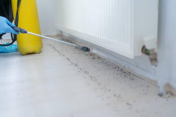 Best Mosquito Control Services  in Bowie, TX