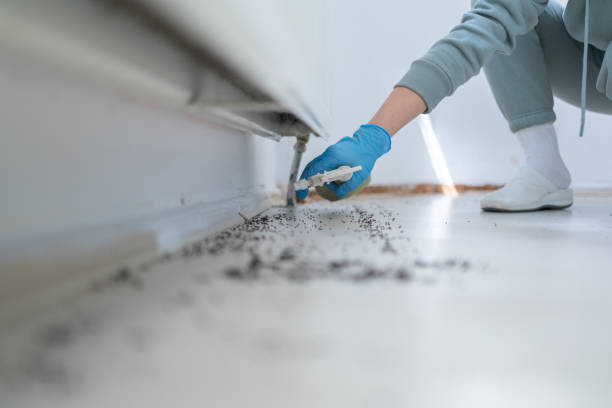Best Rodent Control Near Me  in Bowie, TX
